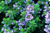 タイムの花